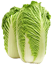 Chinese Lettuce Napa cabbage